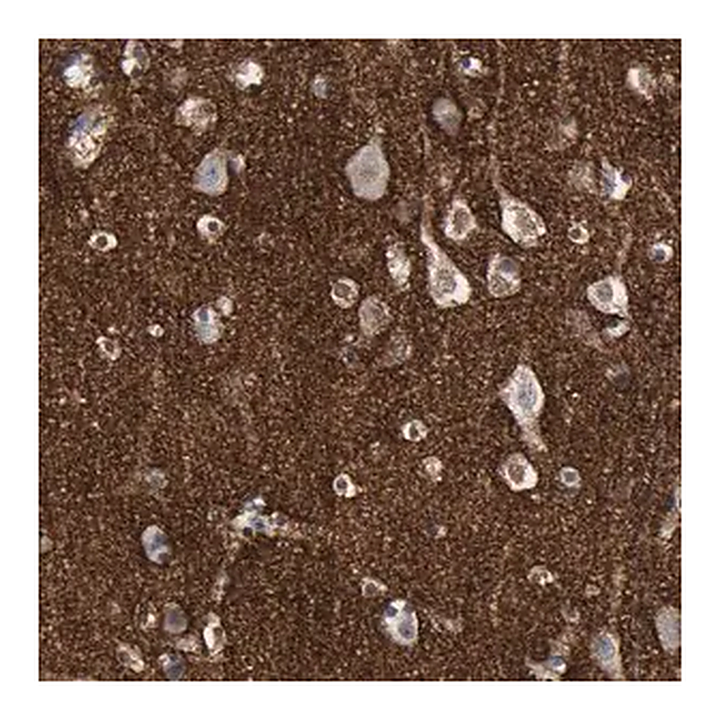 Merck Anti-VCAN antibody produced in rabbit