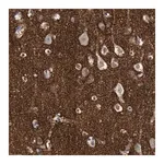 Merck Anti-VCAN antibody produced in rabbit