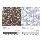Merck Anti-GOT2 antibody produced in rabbit
