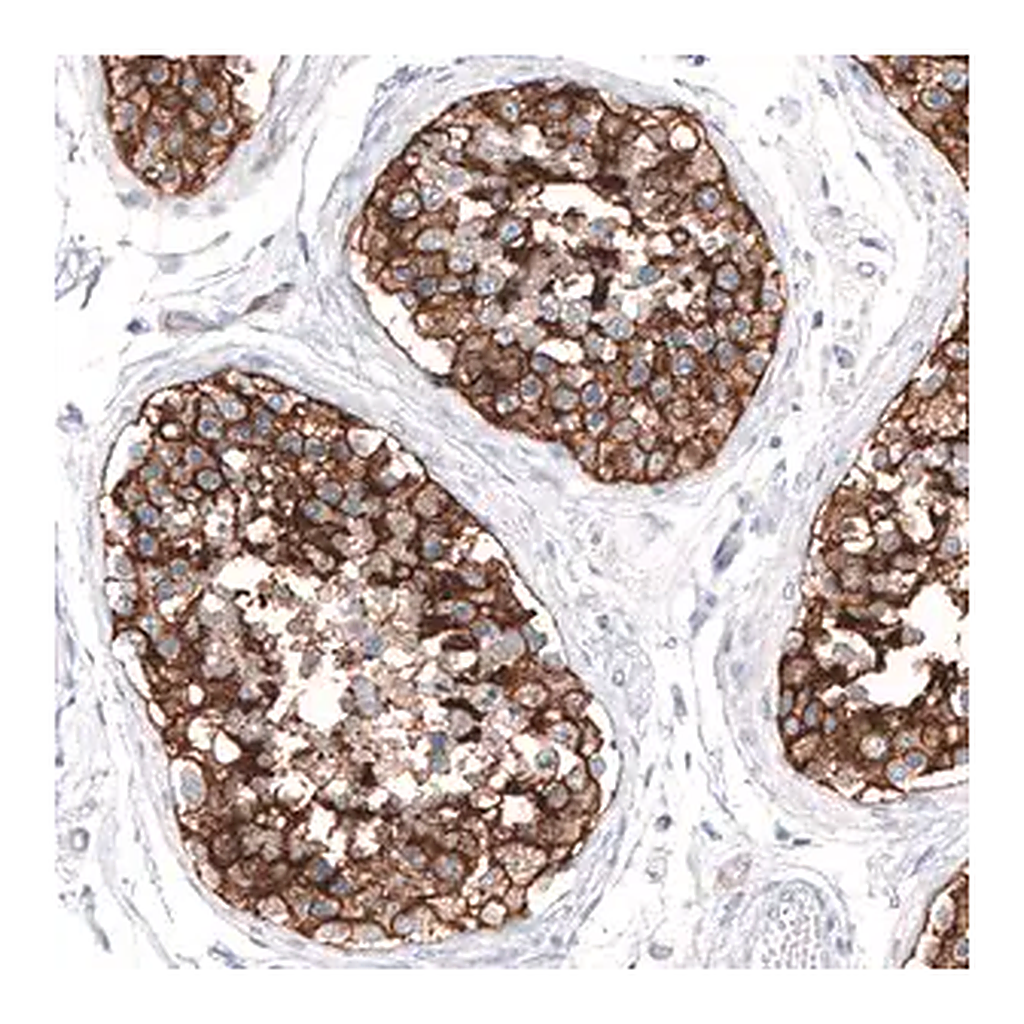 Merck Anti-SLC7A5 antibody produced in rabbit