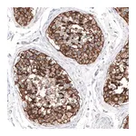 Merck Anti-SLC7A5 antibody produced in rabbit