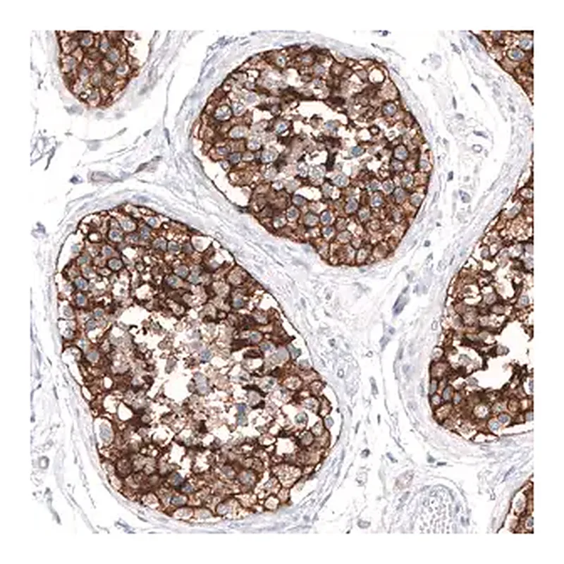 Merck Anti-SLC7A5 antibody produced in rabbit