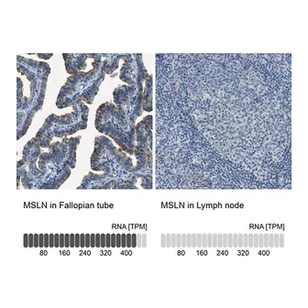 Merck Anti-MSLN antibody produced in rabbit