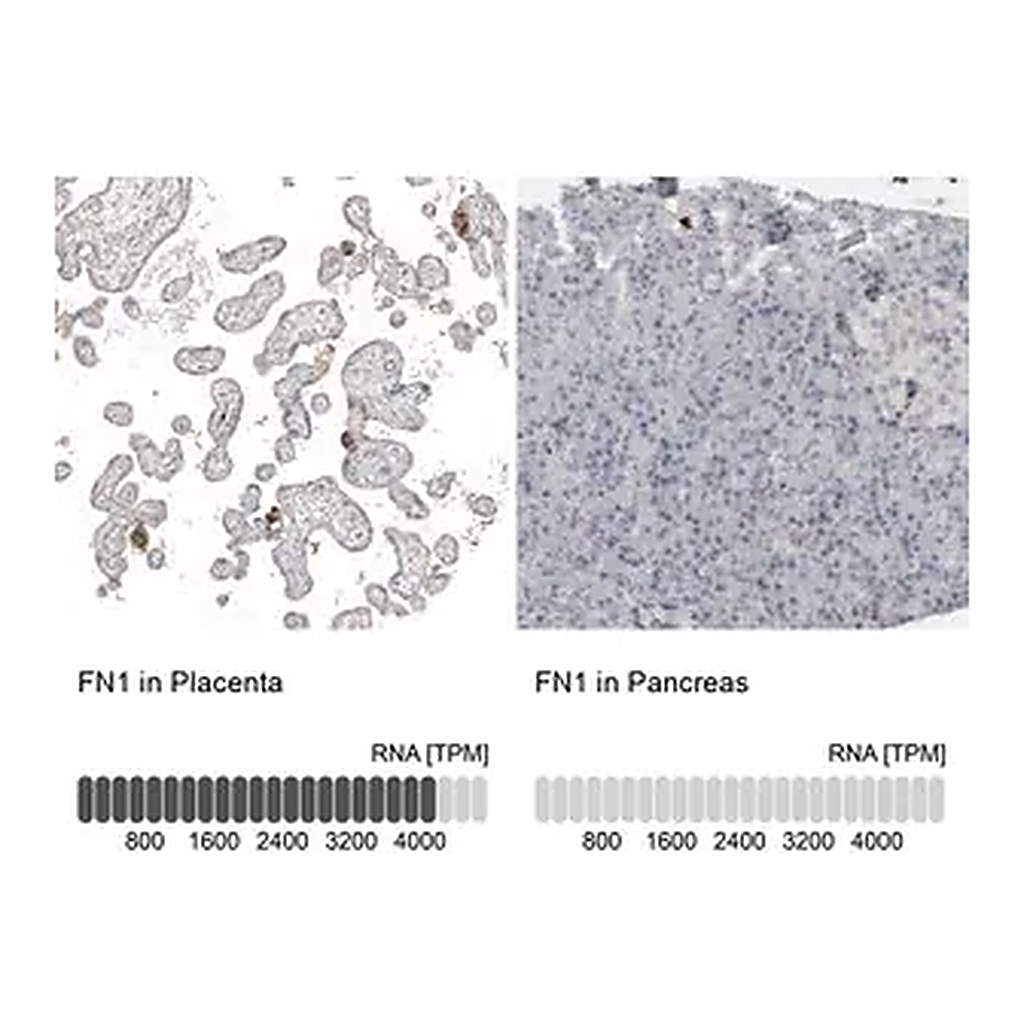 Merck Anti-FN1 antibody produced in rabbit