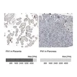 Merck Anti-FN1 antibody produced in rabbit