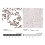 Merck Monoclonal Anti-PIEZO1 antibody produced in mouse