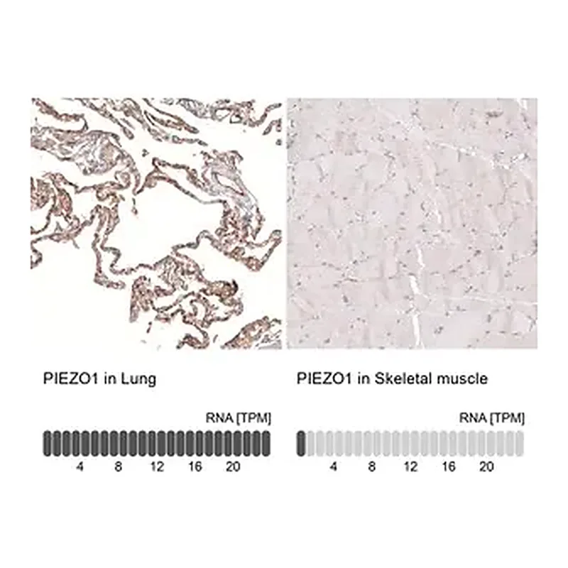 Merck Monoclonal Anti-PIEZO1 antibody produced in mouse