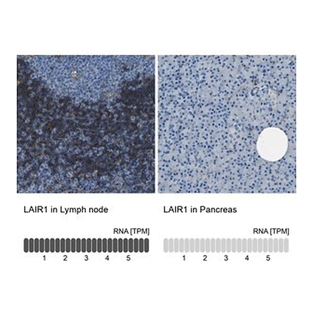 Merck Anti-LAIR1 antibody produced in rabbit