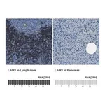 Merck Anti-LAIR1 antibody produced in rabbit