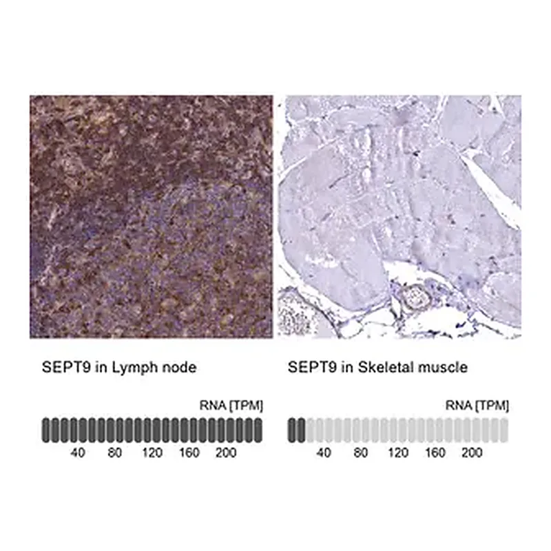 Merck Anti-SEPT9 antibody produced in rabbit