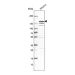 Merck Anti-ALPK1 antibody produced in rabbit