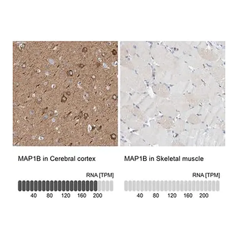 Merck Anti-MAP1B antibody produced in rabbit