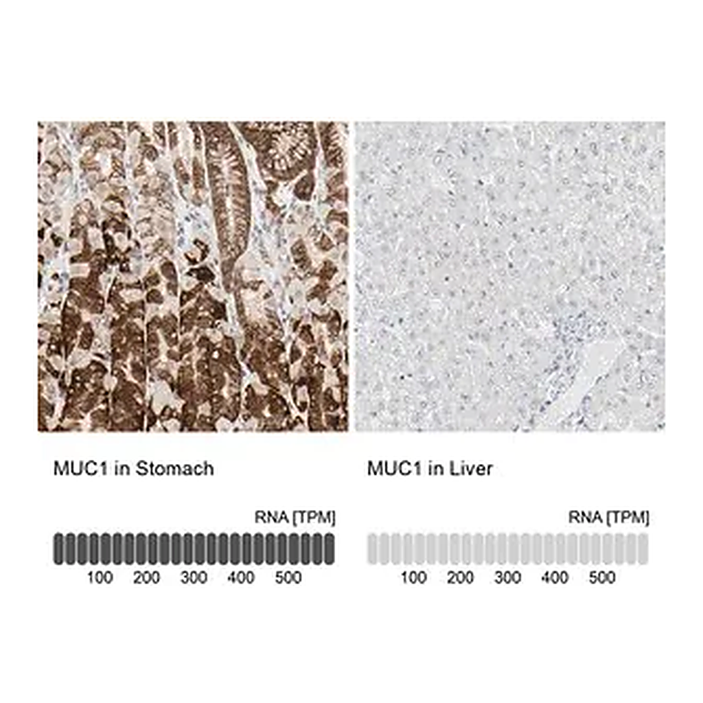 Merck Anti-MUC1 antibody produced in rabbit