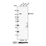 Merck Anti-TRIM24 antibody produced in rabbit