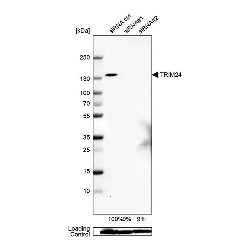 Merck Anti-TRIM24 antibody produced in rabbit