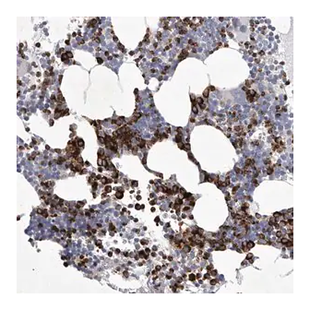 Merck Anti-SIGLEC10 antibody produced in rabbit
