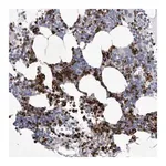 Merck Anti-SIGLEC10 antibody produced in rabbit
