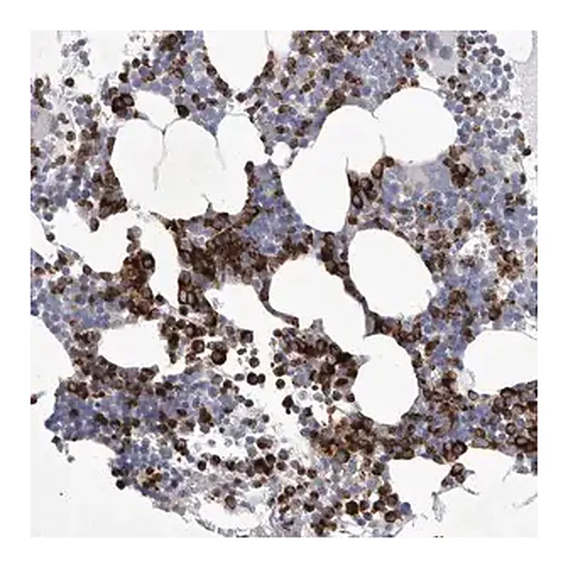 Merck Anti-SIGLEC10 antibody produced in rabbit