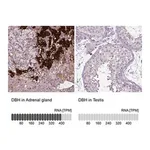 Merck Anti-DBH antibody produced in rabbit