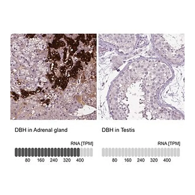 Merck Anti-DBH antibody produced in rabbit
