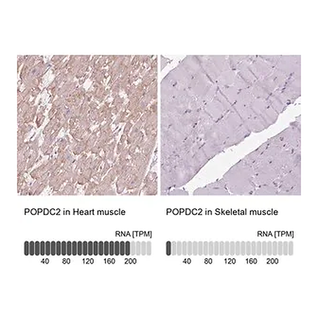 Merck Anti-POPDC2 antibody produced in rabbit
