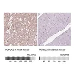 Merck Anti-POPDC2 antibody produced in rabbit