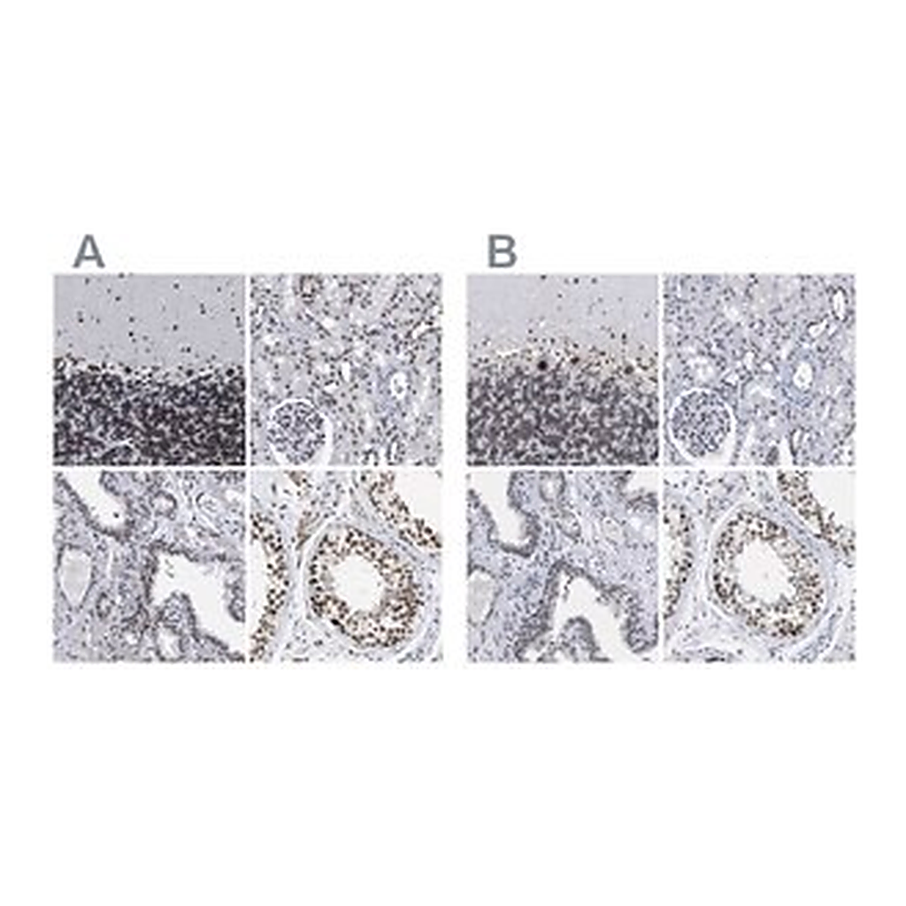 Merck Anti-TPR antibody produced in rabbit