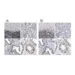 Merck Anti-TPR antibody produced in rabbit