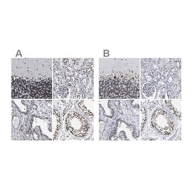 Merck Anti-TPR antibody produced in rabbit