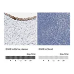Merck Anti-CHAD antibody produced in rabbit