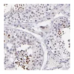 Merck Anti-SOX6 antibody produced in rabbit