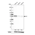 Merck Anti-DLST antibody produced in rabbit