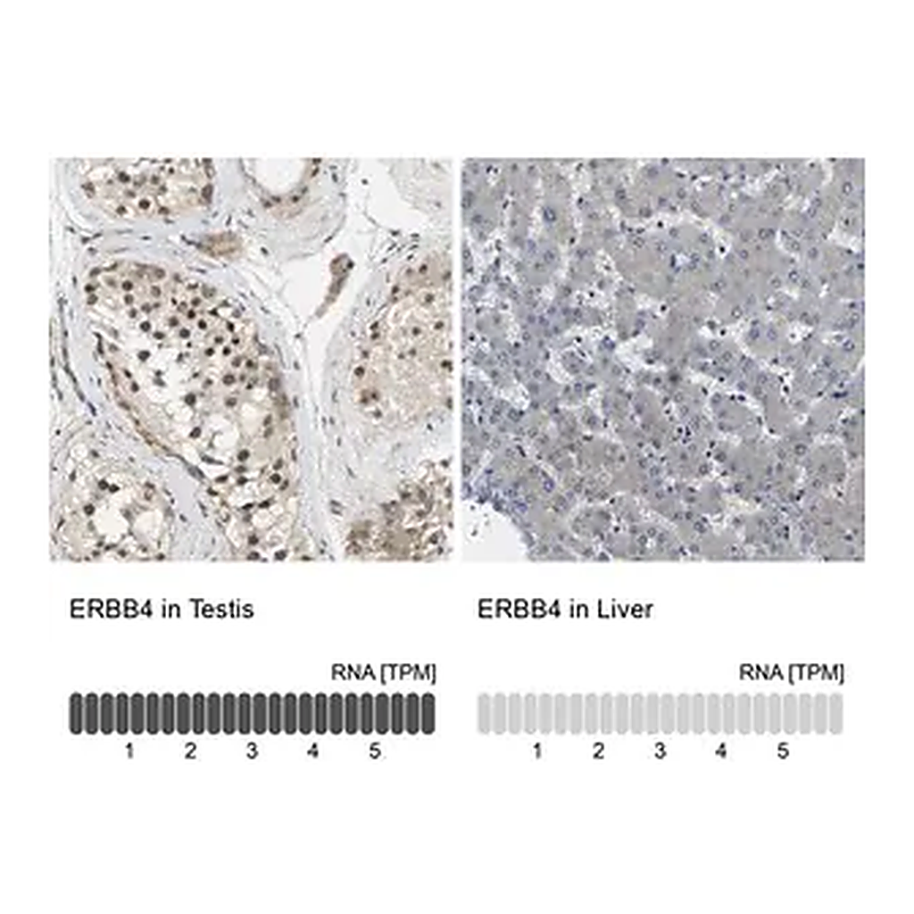 Merck Anti-ERBB4 antibody produced in rabbit