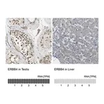 Merck Anti-ERBB4 antibody produced in rabbit