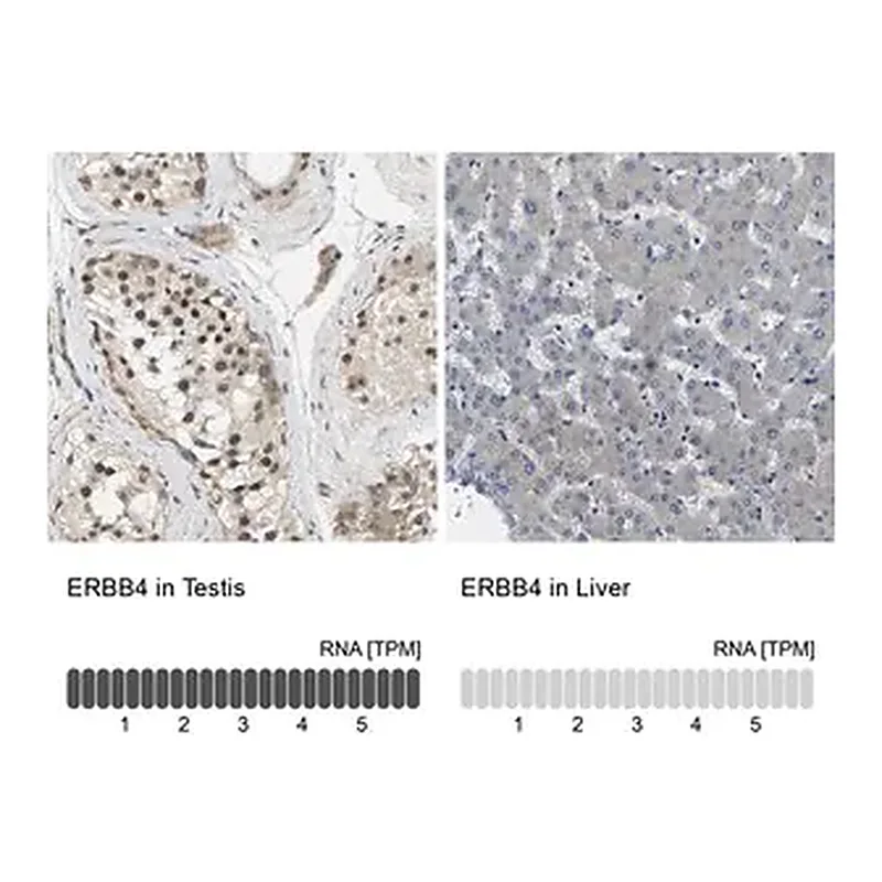 Merck Anti-ERBB4 antibody produced in rabbit