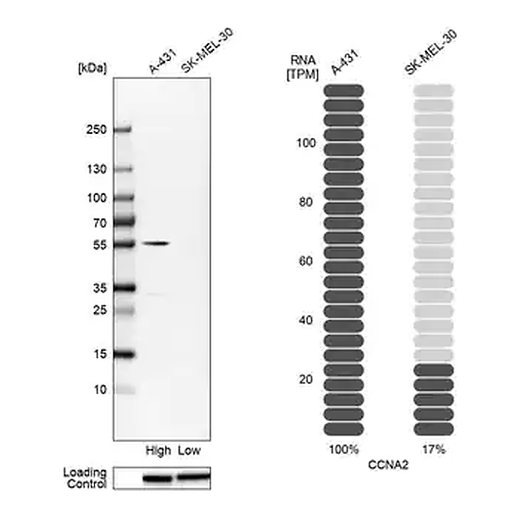 Merck Anti-CCNA2 antibody produced in rabbit