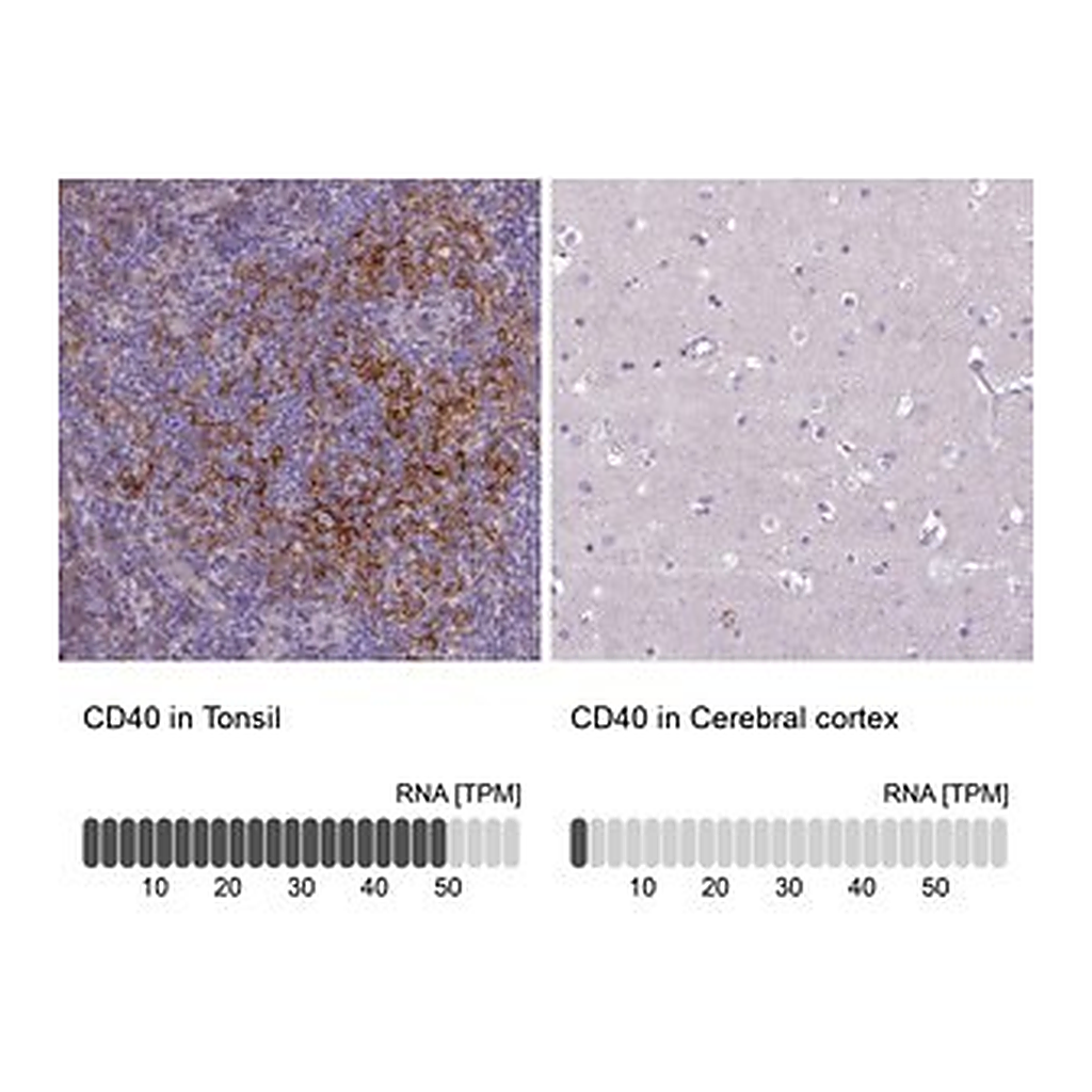 Merck Anti-CD40 antibody produced in rabbit