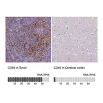 Merck Anti-CD40 antibody produced in rabbit