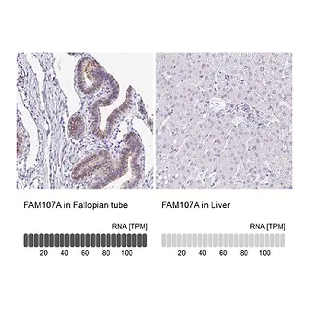 Merck Anti-FAM107A antibody produced in rabbit