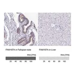 Merck Anti-FAM107A antibody produced in rabbit