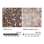 Merck Anti-NADK2 antibody produced in rabbit