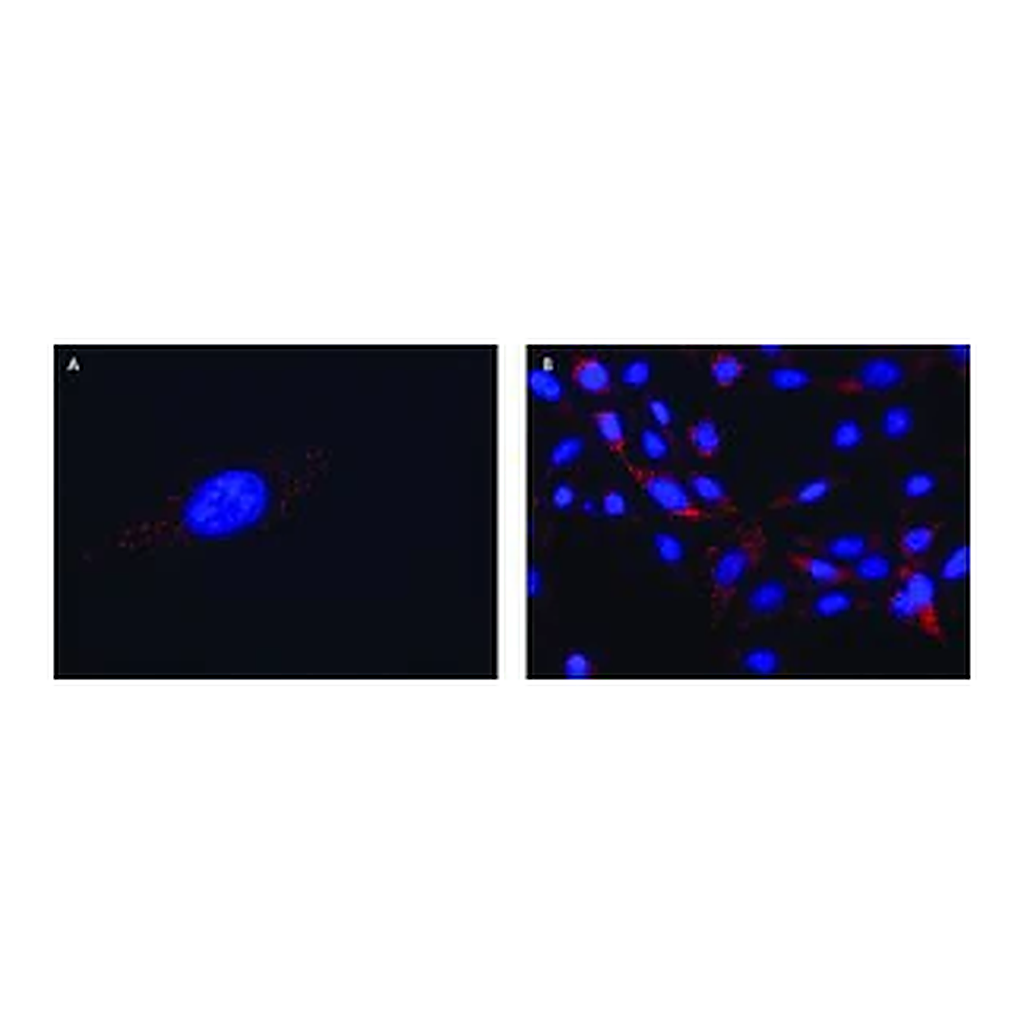 Merck Anti-FMR1 (C-terminal) antibody produced in rabbit