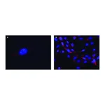 Merck Anti-FMR1 (C-terminal) antibody produced in rabbit