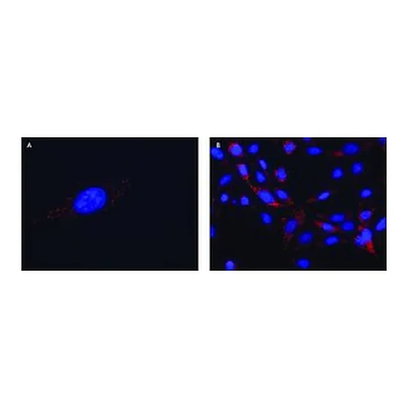 Merck Anti-FMR1 (C-terminal) antibody produced in rabbit