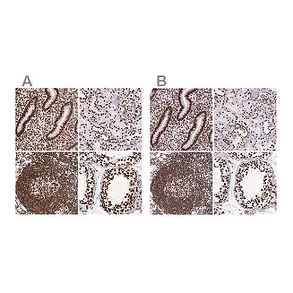 Merck Anti-SFPQ antibody produced in rabbit