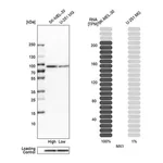 Merck Anti-MX1 antibody produced in rabbit