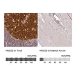 Merck Anti-HMCES antibody produced in rabbit
