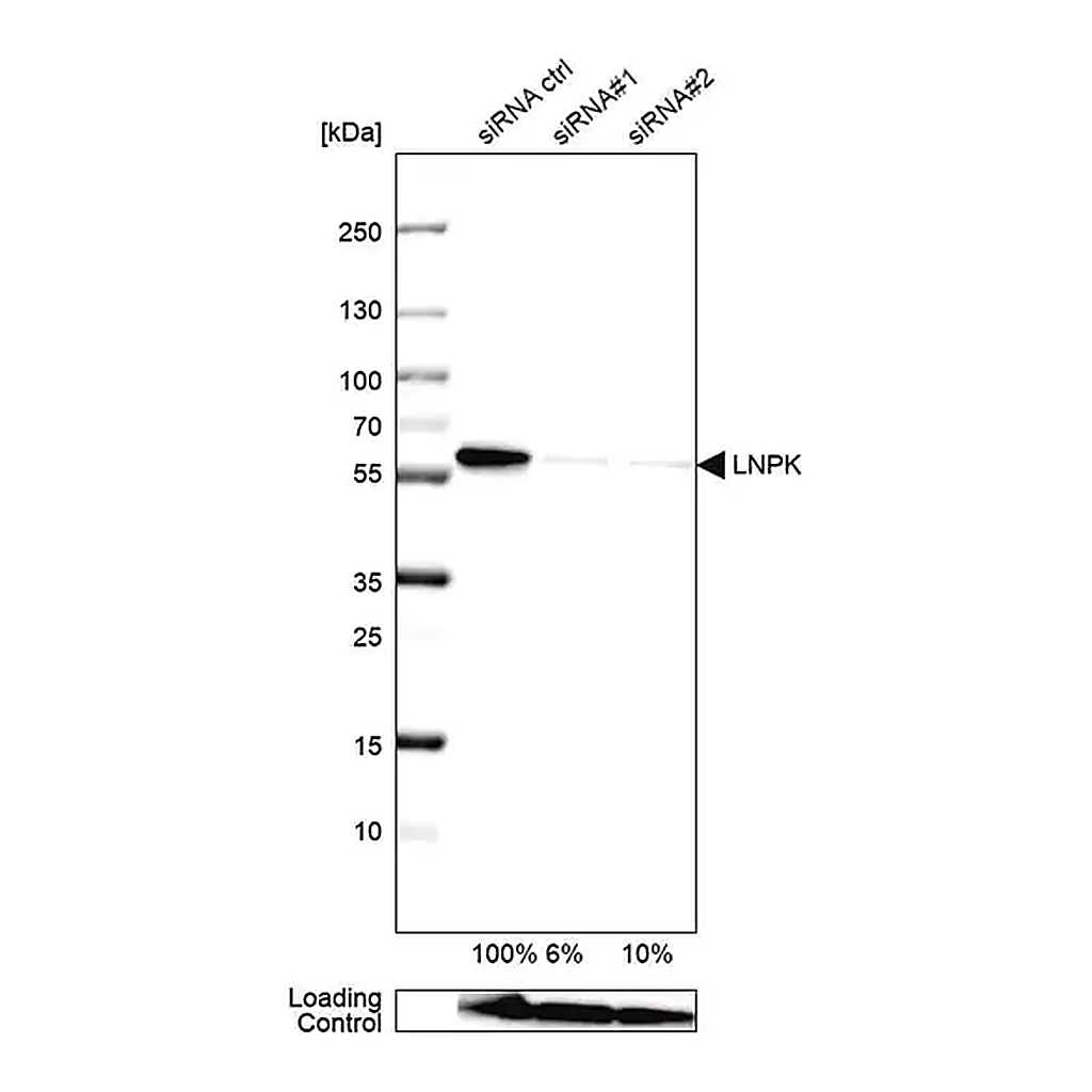 Merck Anti-LNPK antibody produced in rabbit