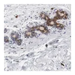 Merck Anti-KIT antibody produced in rabbit