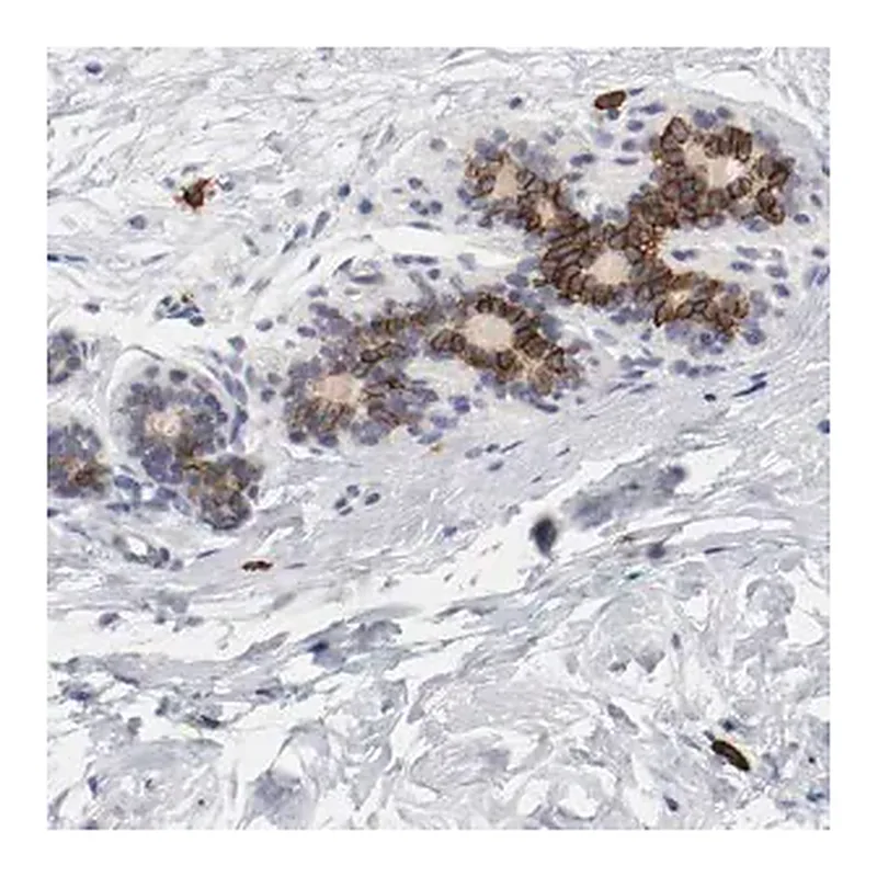 Merck Anti-KIT antibody produced in rabbit